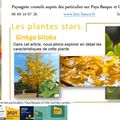 Ginkgo biloba par Paysagiste Pays Basque et Paysagiste Landes.