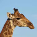 Girafes / Giraffes