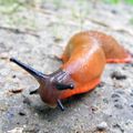 29 MAI - Après la pluie....ATTENTION...limaces et escargots vous allez déménager...