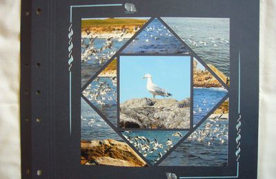 Page Bretagne Mouette