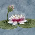 Fleur de lotus sur marbre
