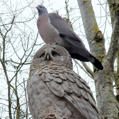 Coco ( femelle) a trouvé l'amour cet été