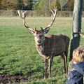 The Scottish Deer Centre