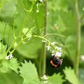 Avec le printemps, la vie explose...et les minuscules reprennent leur activité sportive l' "Accrofleurs"...