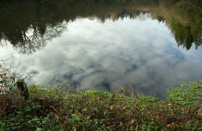 Reflets dans un étang
