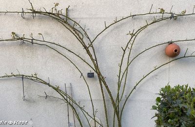 Taille et palissage des rosiers grimpants et des rosiers lianes