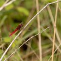 Sympetrum sanguin: je ne passe pas inaperçu!!!