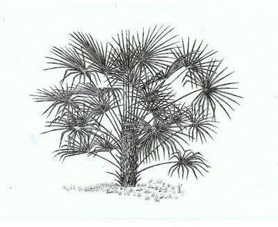 PEINTURES ET DESSINS DE PLANTES (LE COIN DE L'ARTISTE)