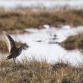 Shooting time for Arctic birds - A la chasse aux oiseaux de l'arctique