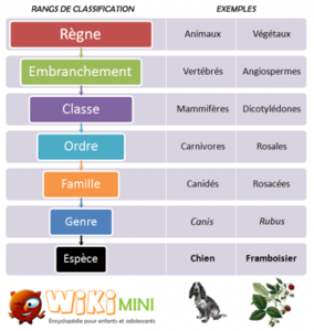 La classification du vivant