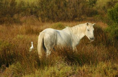 Entre Terre et Mer....La Camargue 