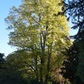 Au parc Oberthür à Rennes le 31 octobre 2016 (1)