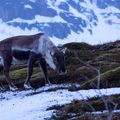 Leena en Norvège