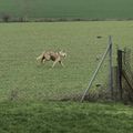 Chien errant sur notre commune