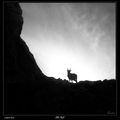 Capra Ibex