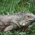 Iguane vert (Iguana iguana)