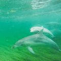Admirer les dauphins au naturel