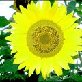 tournesol