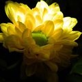 yellow flower