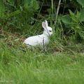 ♫ Mon petit lapin... ♫