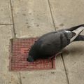 Les pigeons aussi sont des autruches...