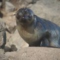 Les Randos - Les otaries d'Entrecasteaux // Walks - Sea lions in Entrecasteaux