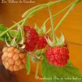 Framboises bio du balcon!