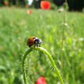 coccinelle