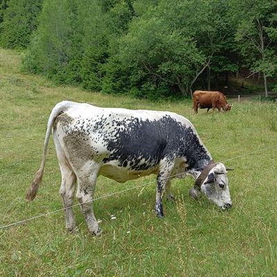 Les Vosges 3