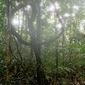 Dans la forêt en Amazonie