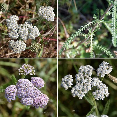 Achillée millefeuille (Astéracées)