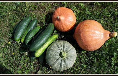 Du côté du jardin en Août