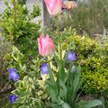 Des tulipes et des pensées