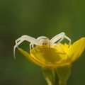 Cristal spider