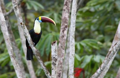 Les animaux de Guyane (3/3)