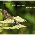 Ah ! cette demoiselle (Ah ! this damselfly)