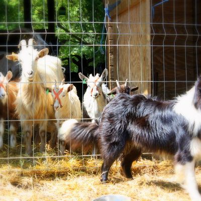 Sortie à la ferme pédagogique Capra-Parc