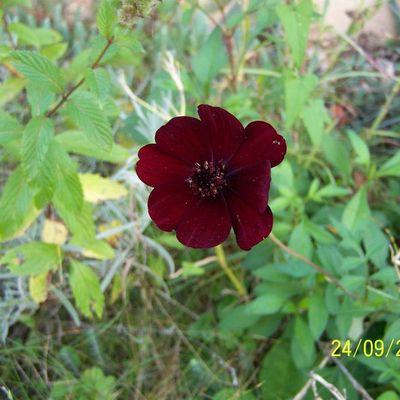 Les fleurs de mon jardin