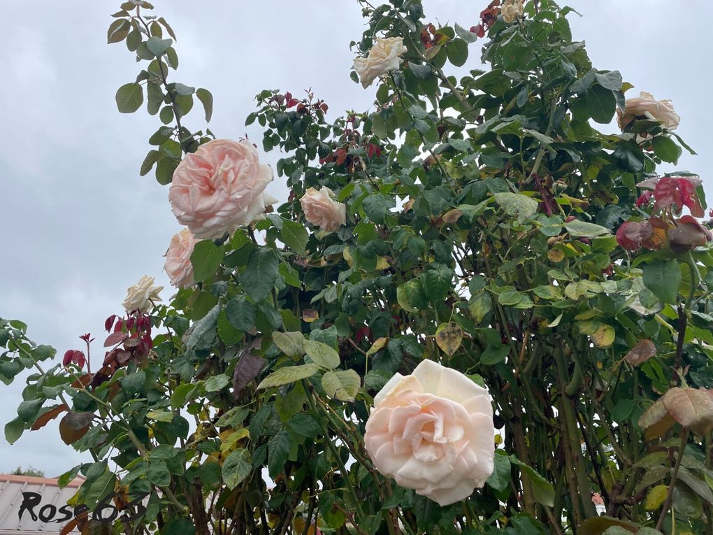 Lundi 29 sept 2025 un bol d'air au jardin c'était le 25 sept 2025 Mon diapo s'en suit 