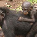 Naissance chez les Bonobos