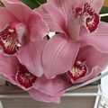 CHEZ LYLOU ANNE COLLECTION - THEME DE FEVRIER...