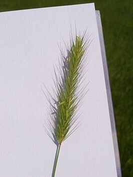 WIP : fairy getting haircut and wings  !!