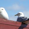 Larus Canus Chill-out