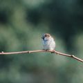 MOINEAU DOMESTIQUE