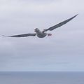 Les Randos / Walks - Entrecasteaux, Albatrosses on flight (2)