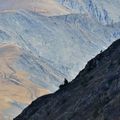 L'arête, le plateau et le chevreuil