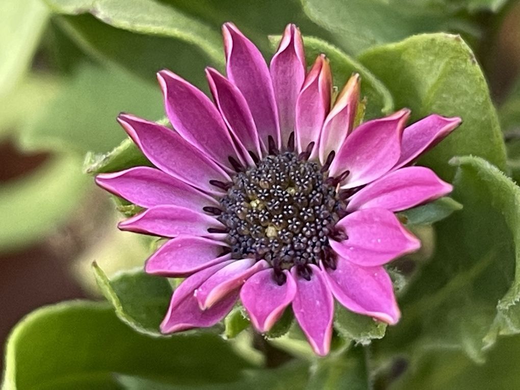 Mercredi 29 oct 2025 : hier j'étais dans les Combrailles , sur mes pas dans la commune de Manzat et environs  mon diapo s'en suit  et sur la fin retour @ la maison 🏡 