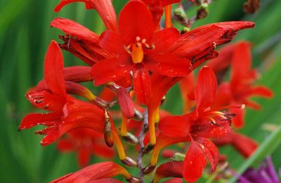 Crocosmia 'Lucifer'