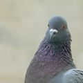 Pigeon