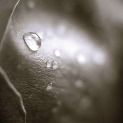 Mignonne, allons voir si la rose...